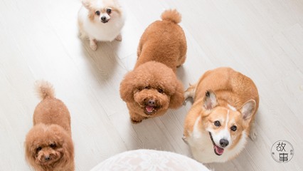 tp钱包华为手机怎么安装