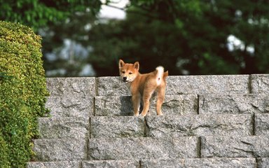 苹果手机怎么下载imtoken